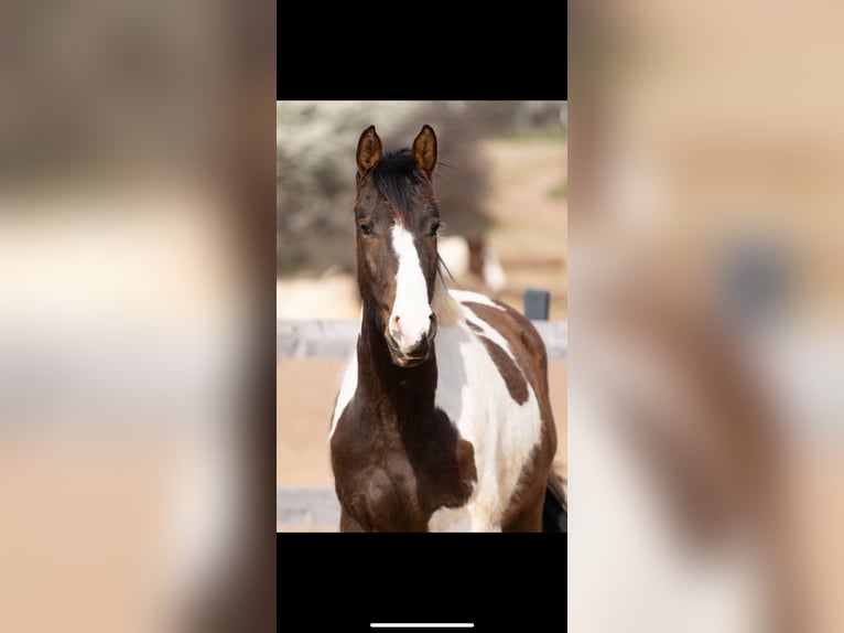 Cheval de sport allemand Hongre 3 Ans 165 cm Pinto in Wolfhagen