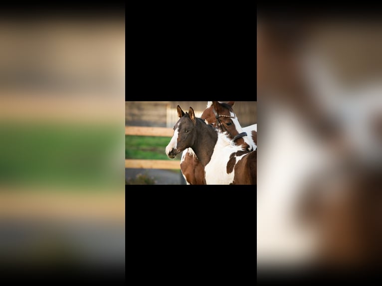 Cheval de sport allemand Hongre 3 Ans 165 cm Pinto in Wolfhagen