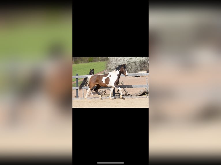 Cheval de sport allemand Hongre 3 Ans 165 cm Pinto in Wolfhagen