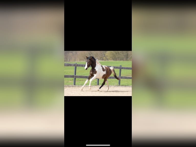 Cheval de sport allemand Hongre 3 Ans 165 cm Pinto in Wolfhagen