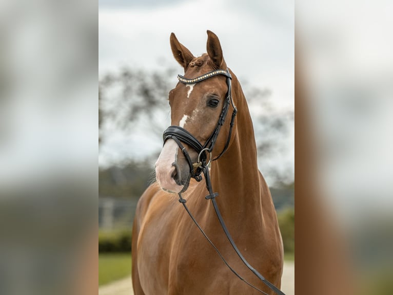 Cheval de sport allemand Hongre 3 Ans 166 cm Alezan in Gomadingen