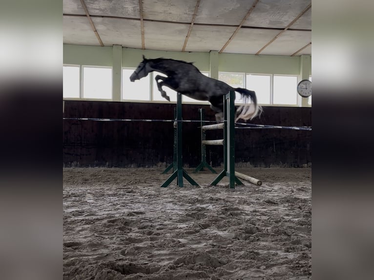 Cheval de sport allemand Hongre 3 Ans 166 cm Gris in Teupitz