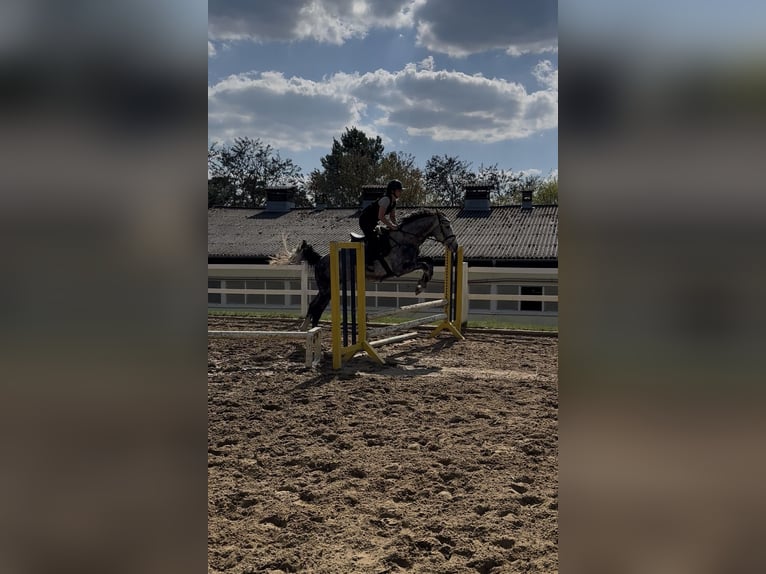 Cheval de sport allemand Hongre 3 Ans 166 cm Gris in Teupitz