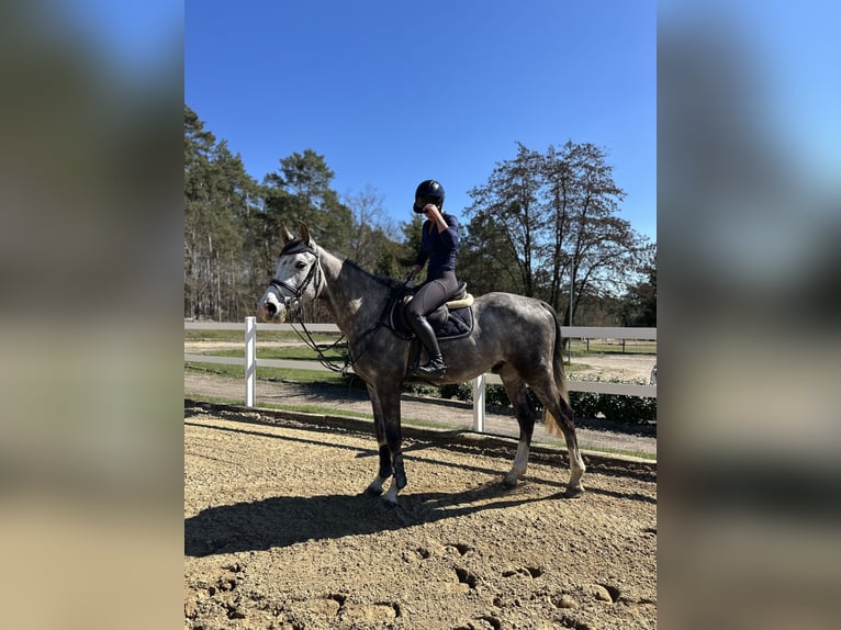 Cheval de sport allemand Hongre 3 Ans 166 cm Gris in Teupitz