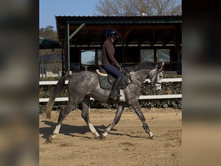 Cheval de sport allemand Hongre 3 Ans 166 cm Gris in Teupitz