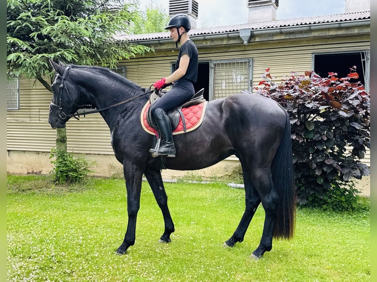 Cheval de sport allemand Hongre 3 Ans 166 cm Noir in Nordhausen