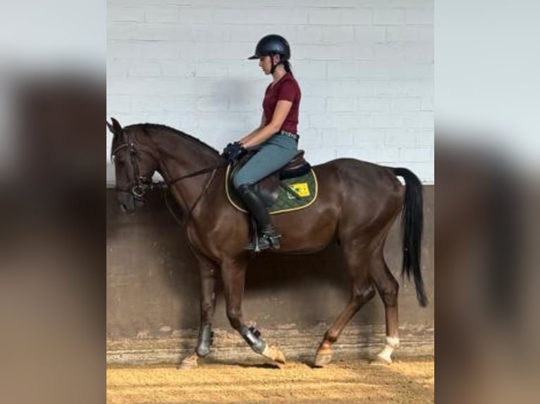 Cheval de sport allemand Hongre 3 Ans 167 cm Alezan brûlé in KarlsfeldKarlsfeld