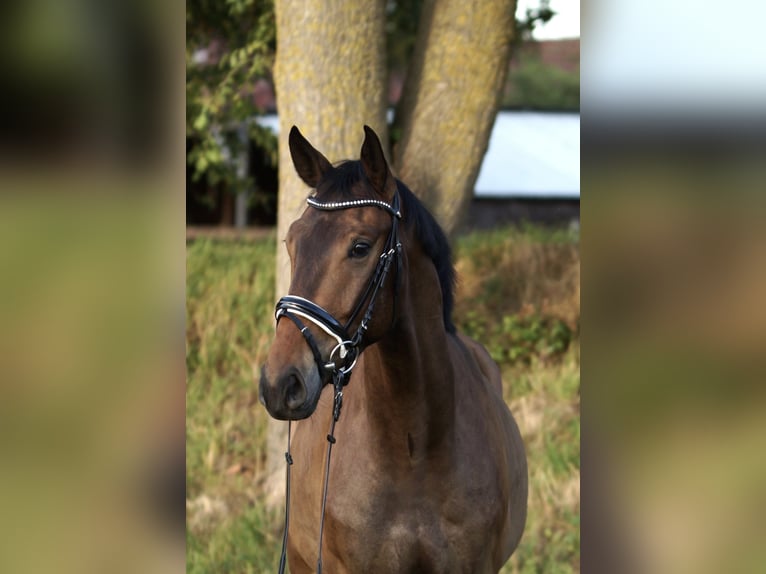 Cheval de sport allemand Hongre 3 Ans 167 cm Bai brun in Bremen