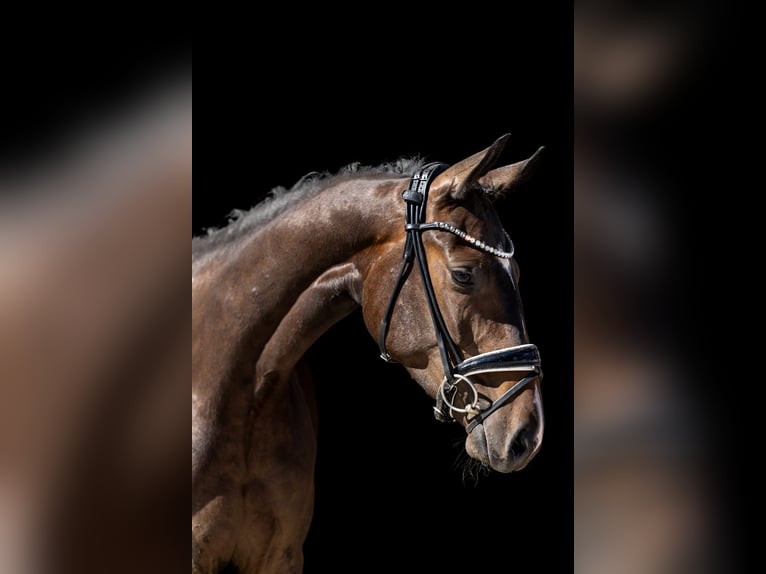 Cheval de sport allemand Hongre 3 Ans 167 cm Bai brun in Rosenheim