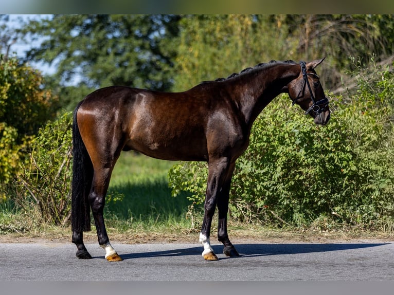 Cheval de sport allemand Hongre 3 Ans 167 cm Bai brun in Rosenheim