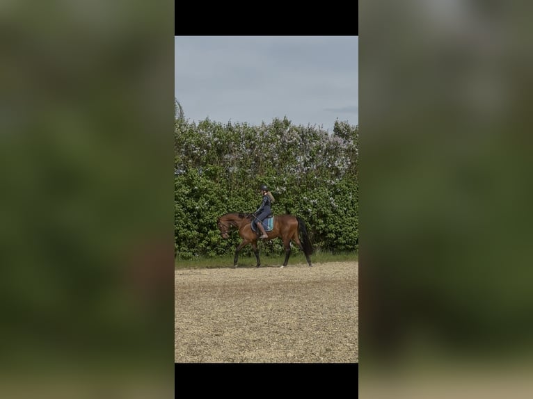 Cheval de sport allemand Hongre 3 Ans 167 cm Bai in Achstetten