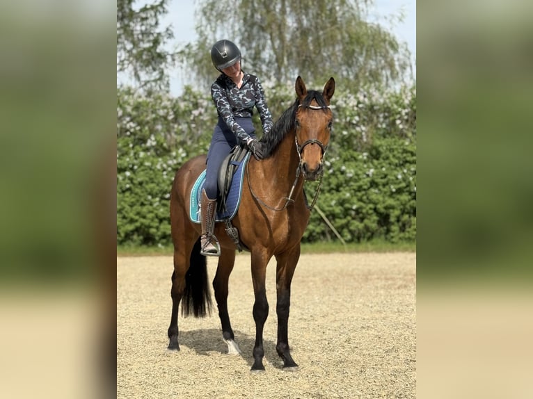 Cheval de sport allemand Hongre 3 Ans 167 cm Bai in Achstetten