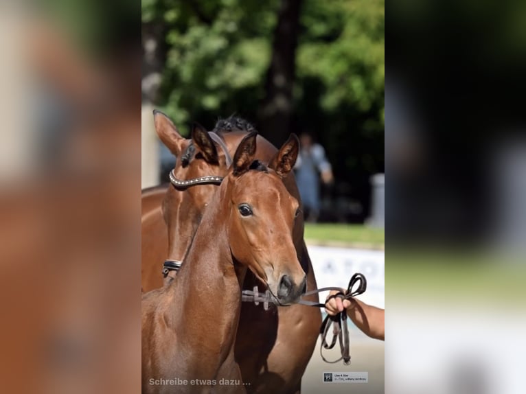 Cheval de sport allemand Hongre 3 Ans 167 cm Bai in Roßdorf