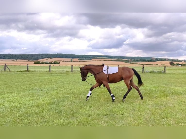Cheval de sport allemand Hongre 3 Ans 167 cm Bai in Artern