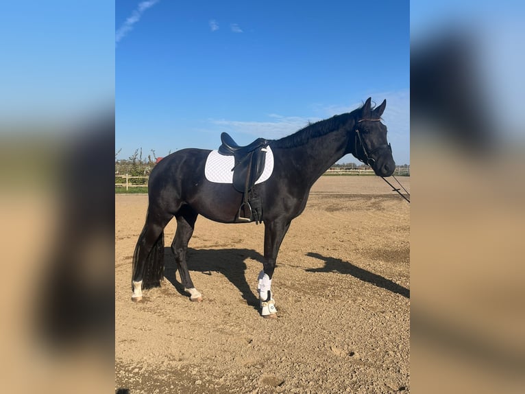 Cheval de sport allemand Hongre 3 Ans 167 cm Noir in Altlandsberg