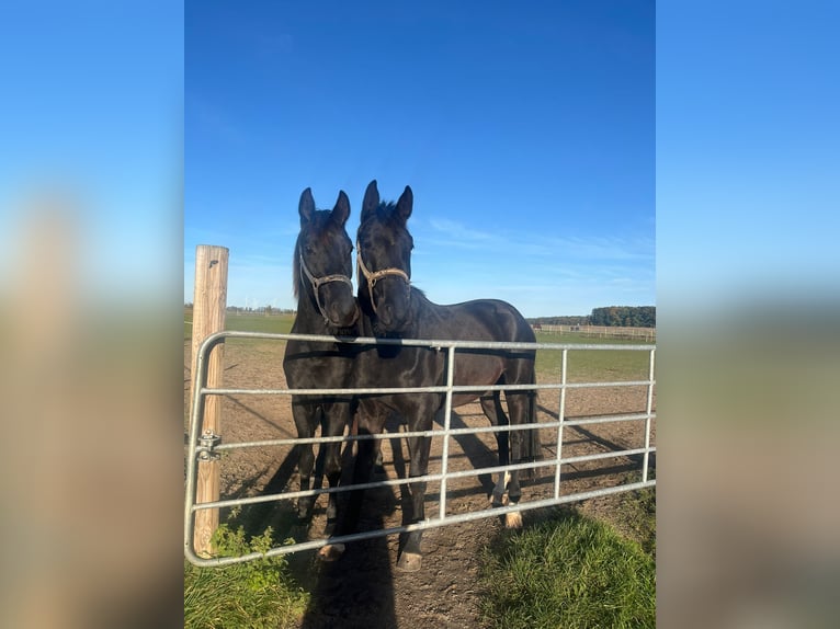 Cheval de sport allemand Hongre 3 Ans 167 cm Noir in Altlandsberg