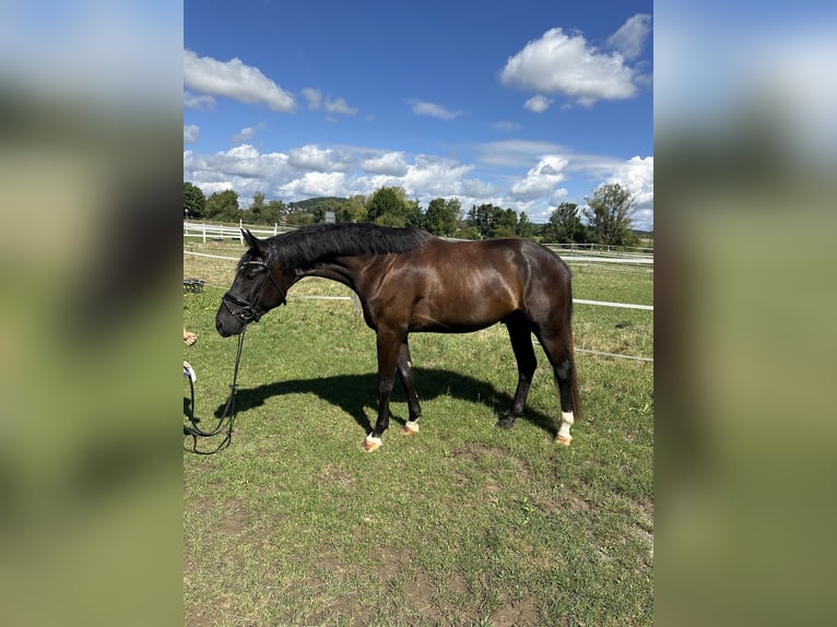 Cheval de sport allemand Hongre 3 Ans 167 cm Noir in Thalm&#xE4;ssing