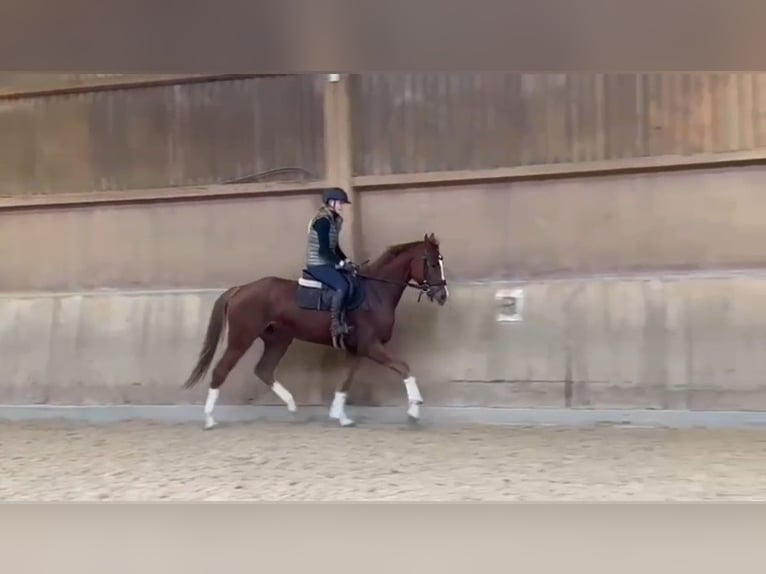 Cheval de sport allemand Hongre 3 Ans 168 cm Alezan in R&#xF6;merstein