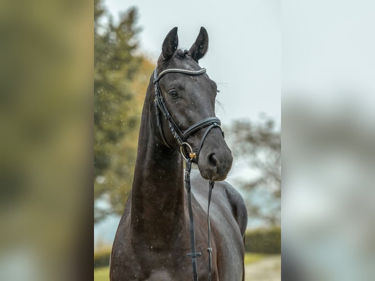 Cheval de sport allemand Hongre 3 Ans 168 cm Bai brun foncé in Gomadingen