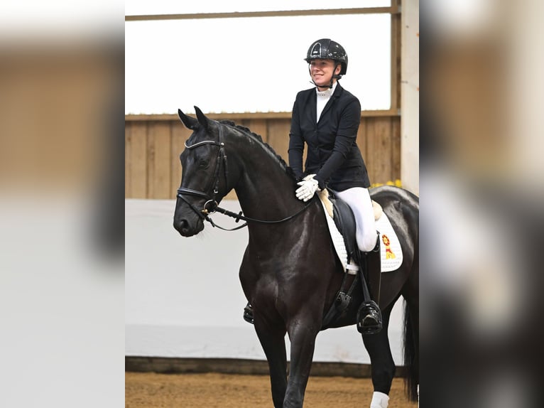 Cheval de sport allemand Hongre 3 Ans 168 cm Bai brun foncé in Gomadingen