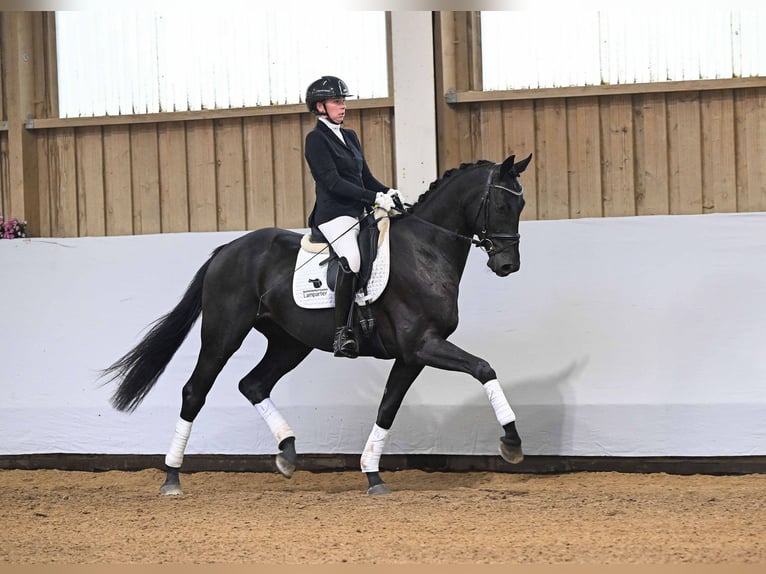 Cheval de sport allemand Hongre 3 Ans 168 cm Bai brun foncé in Gomadingen