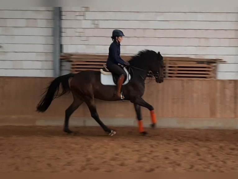 Cheval de sport allemand Hongre 3 Ans 168 cm Bai brun foncé in Ilmtal-Weinstra&#xDF;e