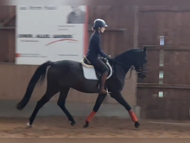 Cheval de sport allemand Hongre 3 Ans 168 cm Bai brun foncé in Ilmtal-Weinstra&#xDF;e