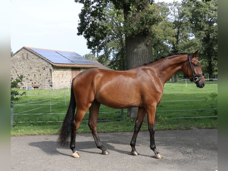 Cheval de sport allemand Hongre 3 Ans 168 cm Bai in Recke, bei Osnabrück