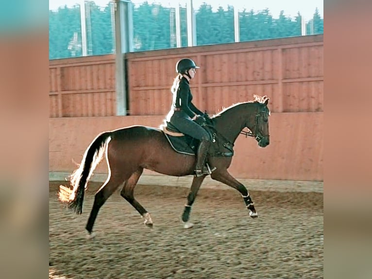 Cheval de sport allemand Hongre 3 Ans 168 cm Bai in Vöhringen