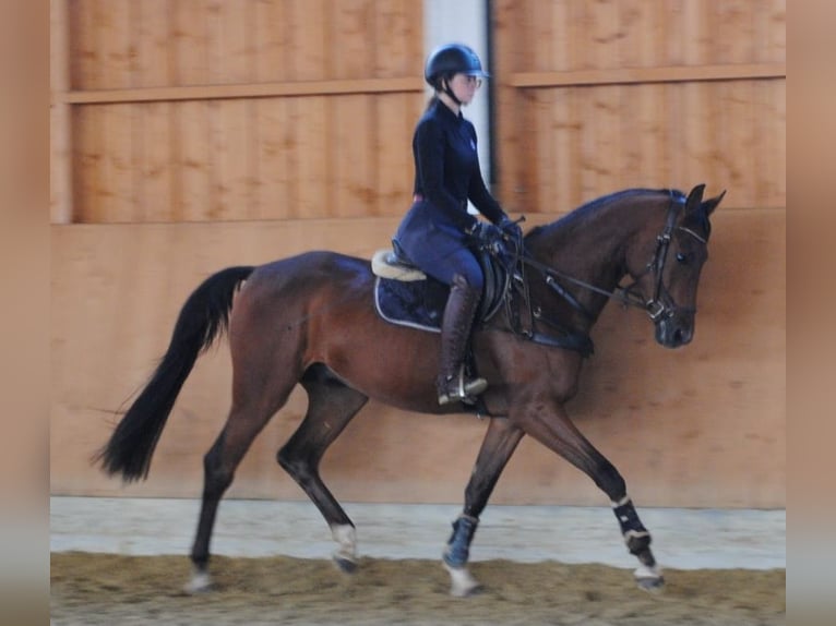 Cheval de sport allemand Hongre 3 Ans 168 cm Bai in Vöhringen