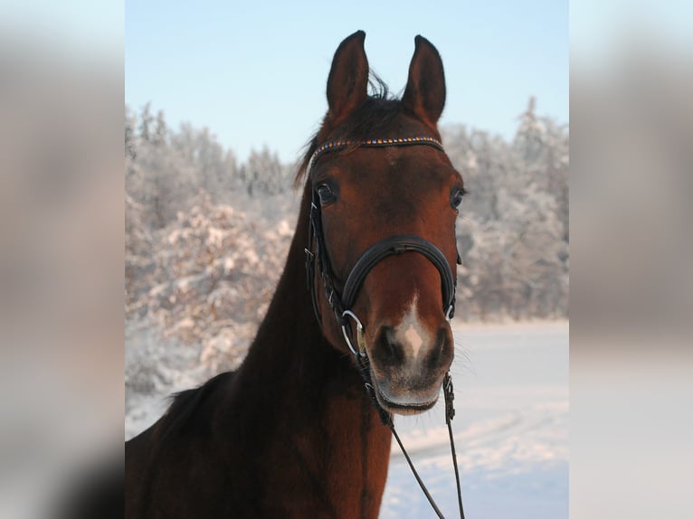 Cheval de sport allemand Hongre 3 Ans 168 cm Bai in Vöhringen