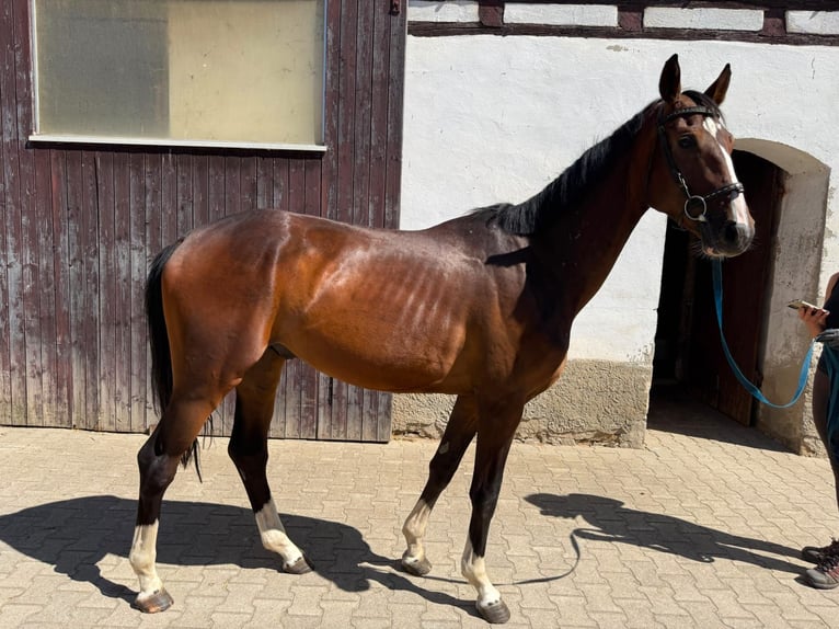 Cheval de sport allemand Hongre 3 Ans 168 cm Bai in Grimma