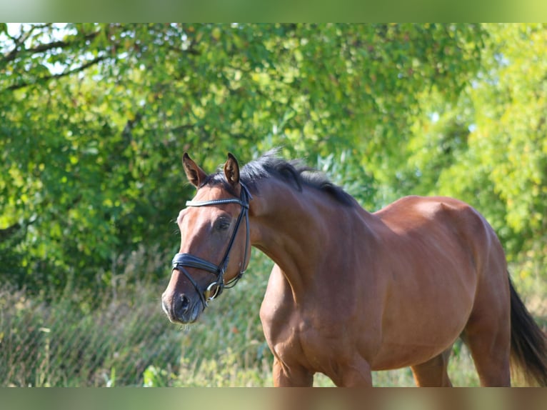Cheval de sport allemand Hongre 3 Ans 168 cm Bai in Weiterstadt