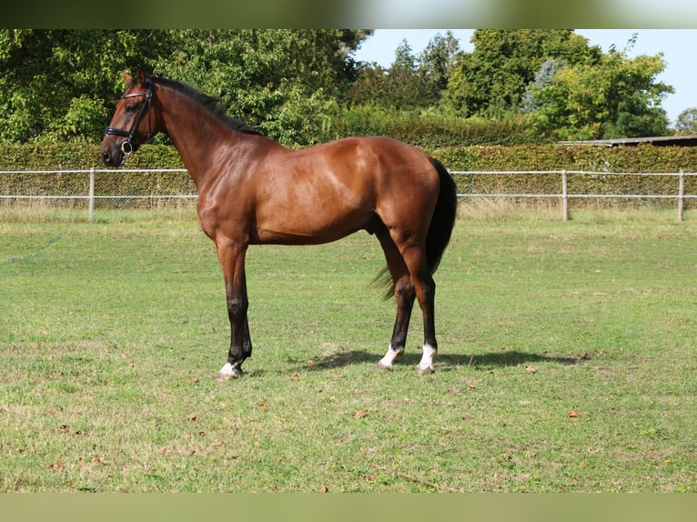 Cheval de sport allemand Hongre 3 Ans 168 cm Bai in Weiterstadt