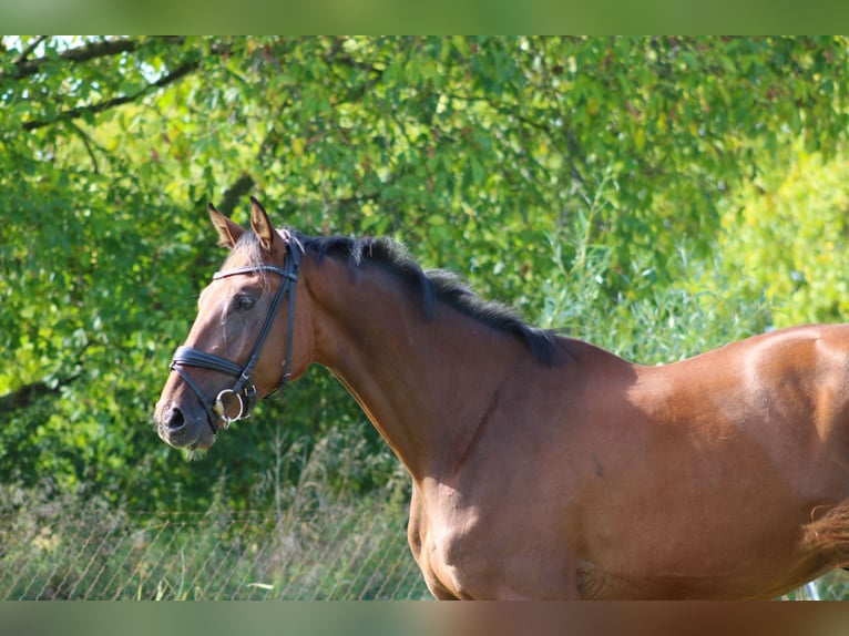 Cheval de sport allemand Hongre 3 Ans 168 cm Bai in Weiterstadt