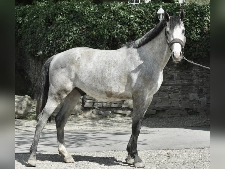 Cheval de sport allemand Hongre 3 Ans 168 cm Gris pommelé in Ratingen