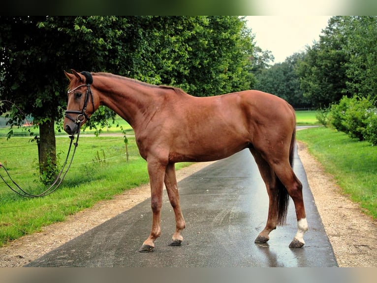 Cheval de sport allemand Hongre 3 Ans 169 cm Alezan in Römerstein