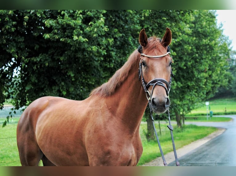 Cheval de sport allemand Hongre 3 Ans 169 cm Alezan in Römerstein