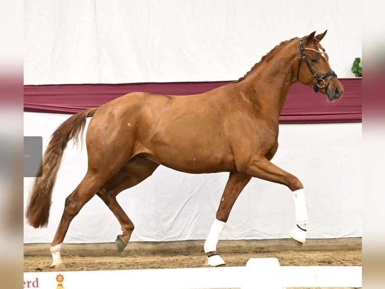 Cheval de sport allemand Hongre 3 Ans 169 cm Alezan in Glashütte