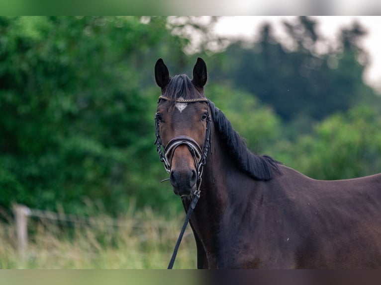 Cheval de sport allemand Hongre 3 Ans 169 cm Bai brun in Kraiburg am Inn