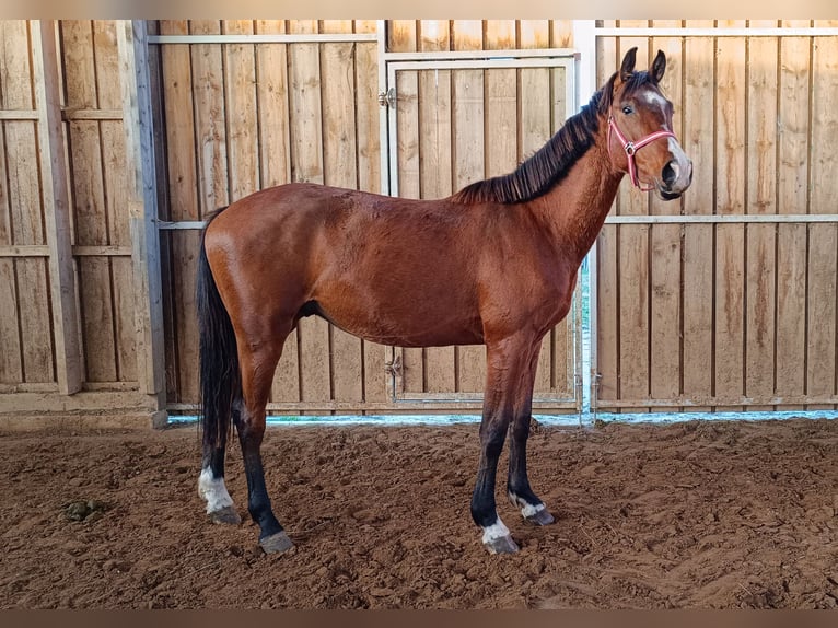 Cheval de sport allemand Hongre 3 Ans 169 cm Bai in Hüttenrode