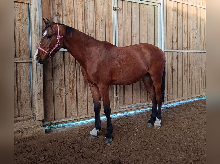 Cheval de sport allemand Hongre 3 Ans 169 cm Bai in Hüttenrode