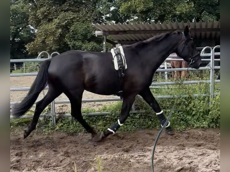 Cheval de sport allemand Hongre 3 Ans 169 cm in Sch&#xF6;nwalde Glien