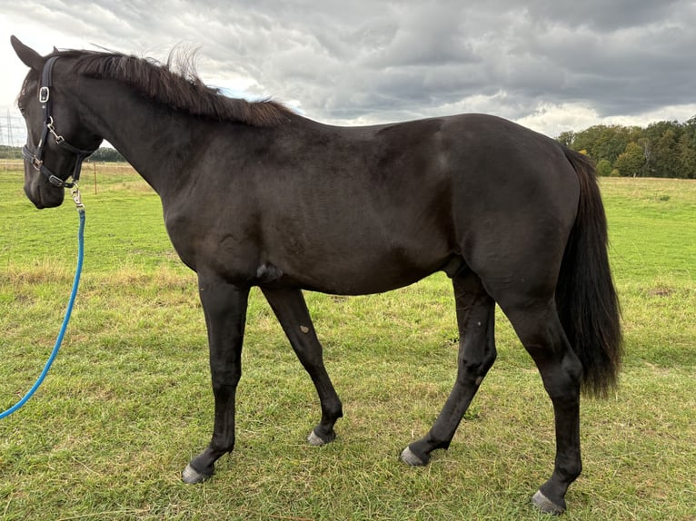 Cheval de sport allemand Hongre 3 Ans 169 cm in Sch&#xF6;nwalde Glien