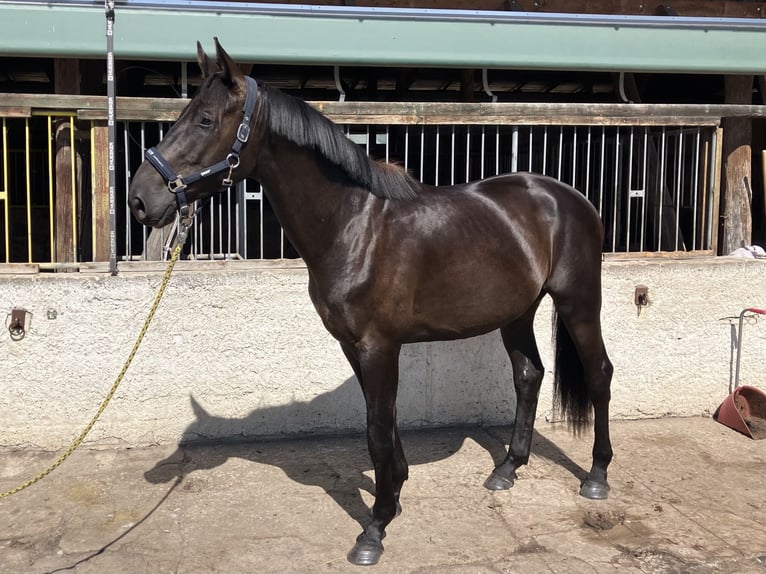 Cheval de sport allemand Hongre 3 Ans 169 cm in Sch&#xF6;nwalde Glien