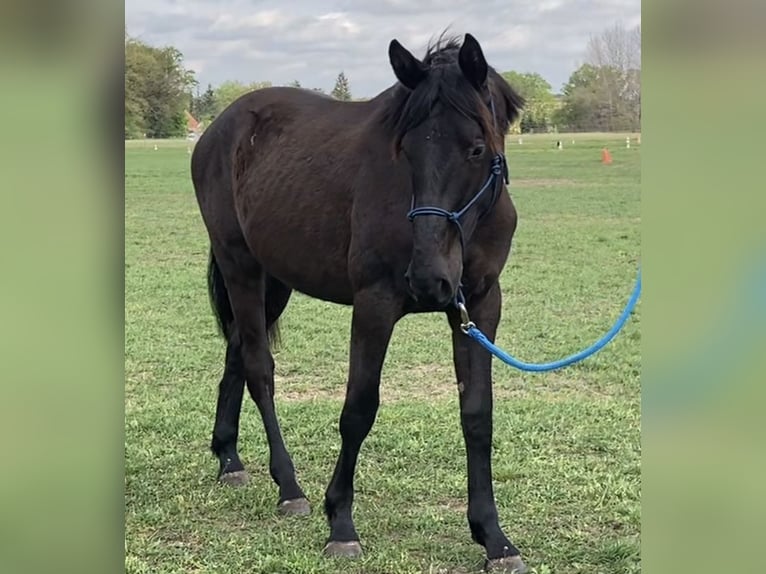 Cheval de sport allemand Hongre 3 Ans 169 cm in Sch&#xF6;nwalde Glien