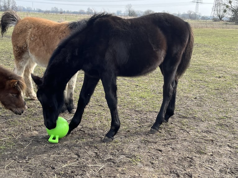 Cheval de sport allemand Hongre 3 Ans 169 cm in Sch&#xF6;nwalde Glien