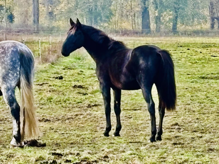Cheval de sport allemand Hongre 3 Ans 169 cm in Sch&#xF6;nwalde Glien