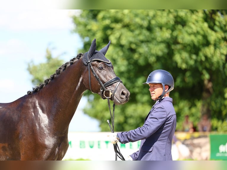 Cheval de sport allemand Hongre 3 Ans 169 cm Noir in Sch&#xF6;nfeldPriestewitz