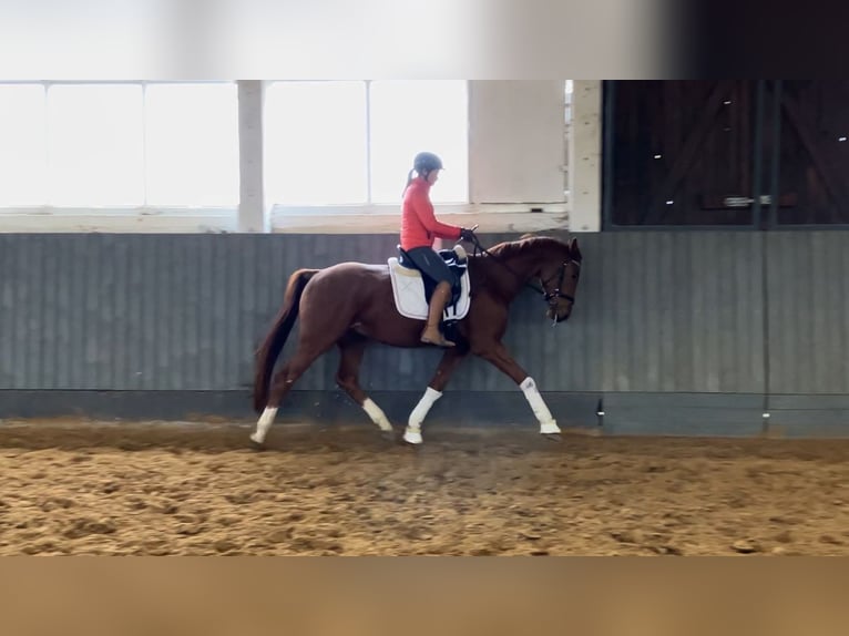 Cheval de sport allemand Hongre 3 Ans 170 cm Alezan in Rochau